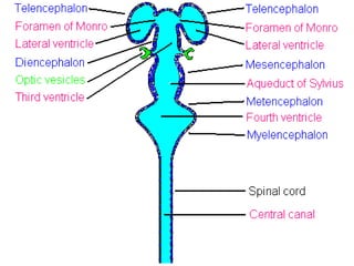 Development nervous system