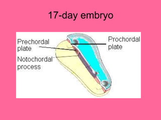 17-day embryo
 