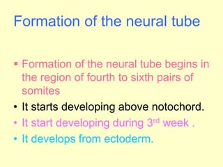 Formation of the neural tube
 Formation of the neural tube begins in
the region of fourth to sixth pairs of
somites
• It starts developing above notochord.
• It start developing during 3rd week .
• It develops from ectoderm.
 