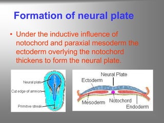 Formation of neural plate
• Under the inductive influence of
notochord and paraxial mesoderm the
ectoderm overlying the notochord
thickens to form the neural plate.
 