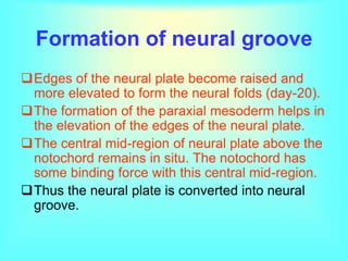 Formation of neural groove
Edges of the neural plate become raised and
more elevated to form the neural folds (day-20).
The formation of the paraxial mesoderm helps in
the elevation of the edges of the neural plate.
The central mid-region of neural plate above the
notochord remains in situ. The notochord has
some binding force with this central mid-region.
Thus the neural plate is converted into neural
groove.
 