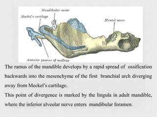 The ramus of the mandible develops by a rapid spread of ossification
backwards into the mesenchyme of the first branchial arch diverging
away from Meckel’s cartilage.
This point of divergence is marked by the lingula in adult mandible,
where the inferior alveolar nerve enters mandibular foramen.
 