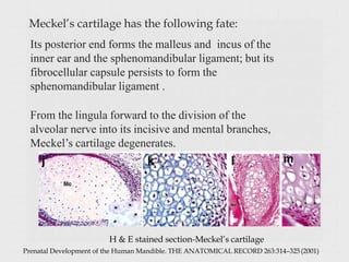 Meckel’s cartilage has the following fate:
H & E stained section-Meckel’s cartilage
Prenatal Development of the Human Mandible. THE ANATOMICAL RECORD 263:314–325(2001)
Its posterior end forms the malleus and incus of the
inner ear and the sphenomandibular ligament; but its
fibrocellular capsule persists to form the
sphenomandibular ligament .
From the lingula forward to the division of the
alveolar nerve into its incisive and mental branches,
Meckel’s cartilage degenerates.
 