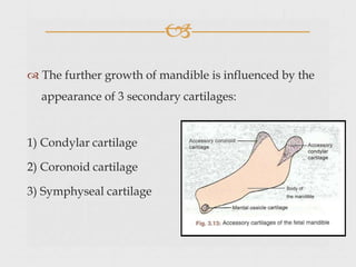 
 The further growth of mandible is influenced by the
appearance of 3 secondary cartilages:
1) Condylar cartilage
2) Coronoid cartilage
3) Symphyseal cartilage
 