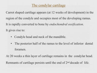 Carrot shaped cartilage appears (at 12 weeks of development) in the
region of the condyle and occupies most of the developing ramus.
It is rapidly converted to bone by endochondral ossification.
It gives rise to:
• Condyle head and neck of the mandible.
• The posterior half of the ramus to the level of inferior dental
foramen.
At 20 weeks a thin layer of cartilage remains in the condylar head.
Remnants of cartilage persists until the end of 2nd decade of life.
The condylar cartilage
 