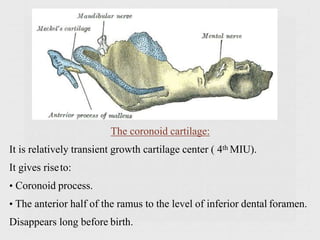 The coronoid cartilage:
It is relatively transient growth cartilage center ( 4th MIU).
It gives riseto:
• Coronoid process.
• The anterior half of the ramus to the level of inferior dental foramen.
Disappears long before birth.
 