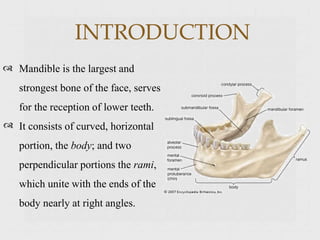 INTRODUCTION
Mandible is the largest and
strongest bone of the face, serves
for the reception of lower teeth.
It consists of curved, horizontal
portion, the body; and two
perpendicular portions the rami,
which unite with the ends of the
body nearly at right angles.
 