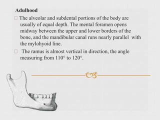 
Adulhood
The alveolar and subdental portions of the body are
usually of equal depth. The mental foramen opens
midway between the upper and lower borders of the
bone, and the mandibular canal runs nearly parallel with
the mylohyoid line.
The ramus is almost vertical in direction, the angle
measuring from 110° to 120°.
 