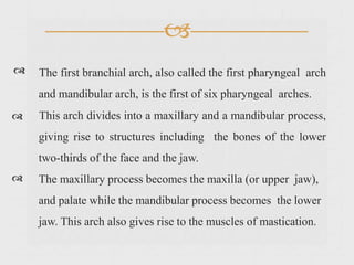 
The first branchial arch, also called the first pharyngeal arch
and mandibular arch, is the first of six pharyngeal arches.
This arch divides into a maxillary and a mandibular process,
giving rise to structures including the bones of the lower
two-thirds of the face and the jaw.
The maxillary process becomes the maxilla (or upper jaw),
and palate while the mandibular process becomes the lower
jaw. This arch also gives rise to the muscles of mastication.
 