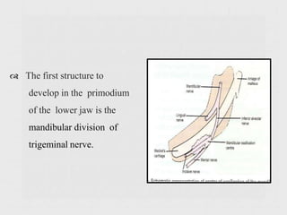 The first structure to
develop in the primodium
of the lower jaw is the
mandibular division of
trigeminal nerve.
 