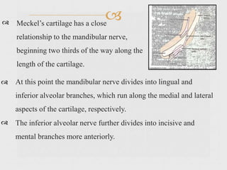 Meckel’s cartilage has a close
relationship to the mandibular nerve,
beginning two thirds of the way along the
length of the cartilage.
At this point the mandibular nerve divides into lingual and
inferior alveolar branches, which run along the medial and lateral
aspects of the cartilage, respectively.
The inferior alveolar nerve further divides into incisive and
mental branches more anteriorly.
 