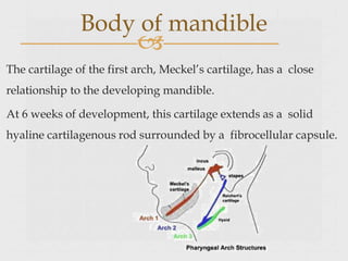 
The cartilage of the first arch, Meckel’s cartilage, has a close
relationship to the developing mandible.
At 6 weeks of development, this cartilage extends as a solid
hyaline cartilagenous rod surrounded by a fibrocellular capsule.
Body of mandible
 