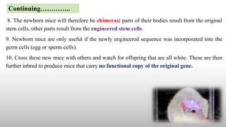 8. The newborn mice will therefore be chimeras: parts of their bodies result from the original
stem cells, other parts result from the engineered stem cells.
9. Newborn mice are only useful if the newly engineered sequence was incorporated into the
germ cells (egg or sperm cells).
10. Cross these new mice with others and watch for offspring that are all white. These are then
further inbred to produce mice that carry no functional copy of the original gene.
Continuing…………..
 