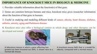 1. Provides valuable information about the function(s) of that gene.
2. Genes are common between humans and mice, knockout mice gives researcher information
about the function of that gene in humans.
3. Useful in studying and modeling different kinds of cancer, obesity, heart disease, diabetes,
arthritis, anxiety, aging and Parkinson disease.
4. Knockout mice also offer a biological context in which drugs and other therapies can be
developed and tested.
IMPORTANCE OF KNOCKOUT MICE IN BIOLOGY & MEDICINE
A laboratory mouse in which a gene affecting hair
growth has been knocked out (left), is shown next to a
normal lab mouse.
A knockout mouse (left) that is a model for
obesity, compared with a normal mouse.
 