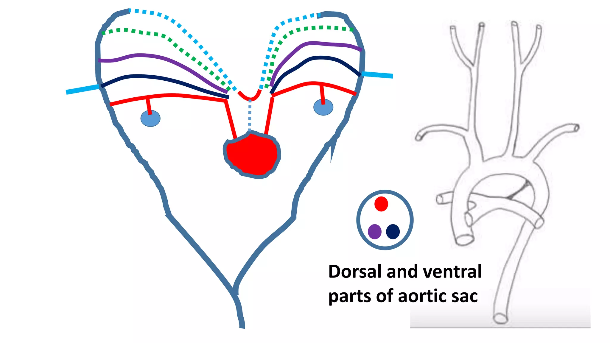 Dorsal and ventral
parts of aortic sac
 