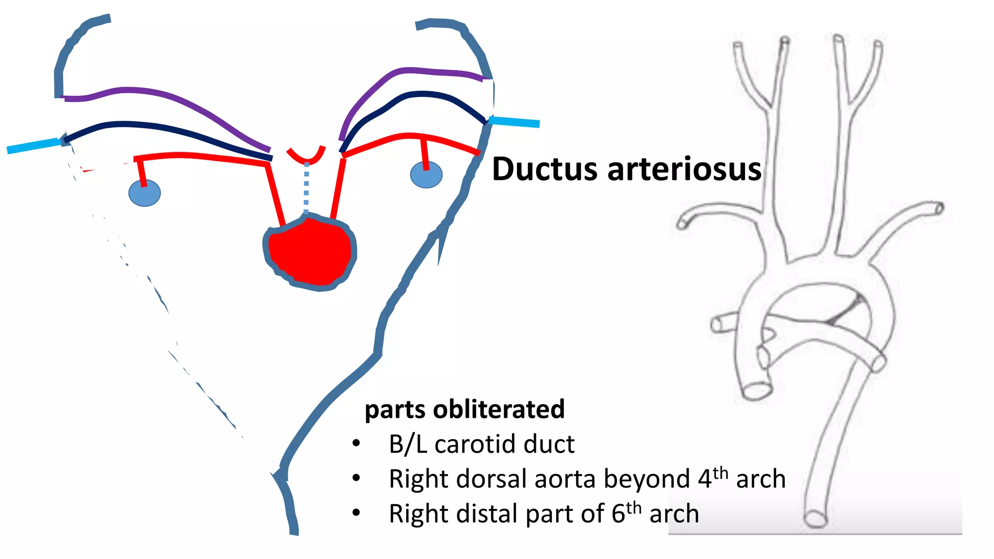Ductus arteriosus
parts obliterated
• B/L carotid duct
• Right dorsal aorta beyond 4th arch
• Right distal part of 6th arch
 