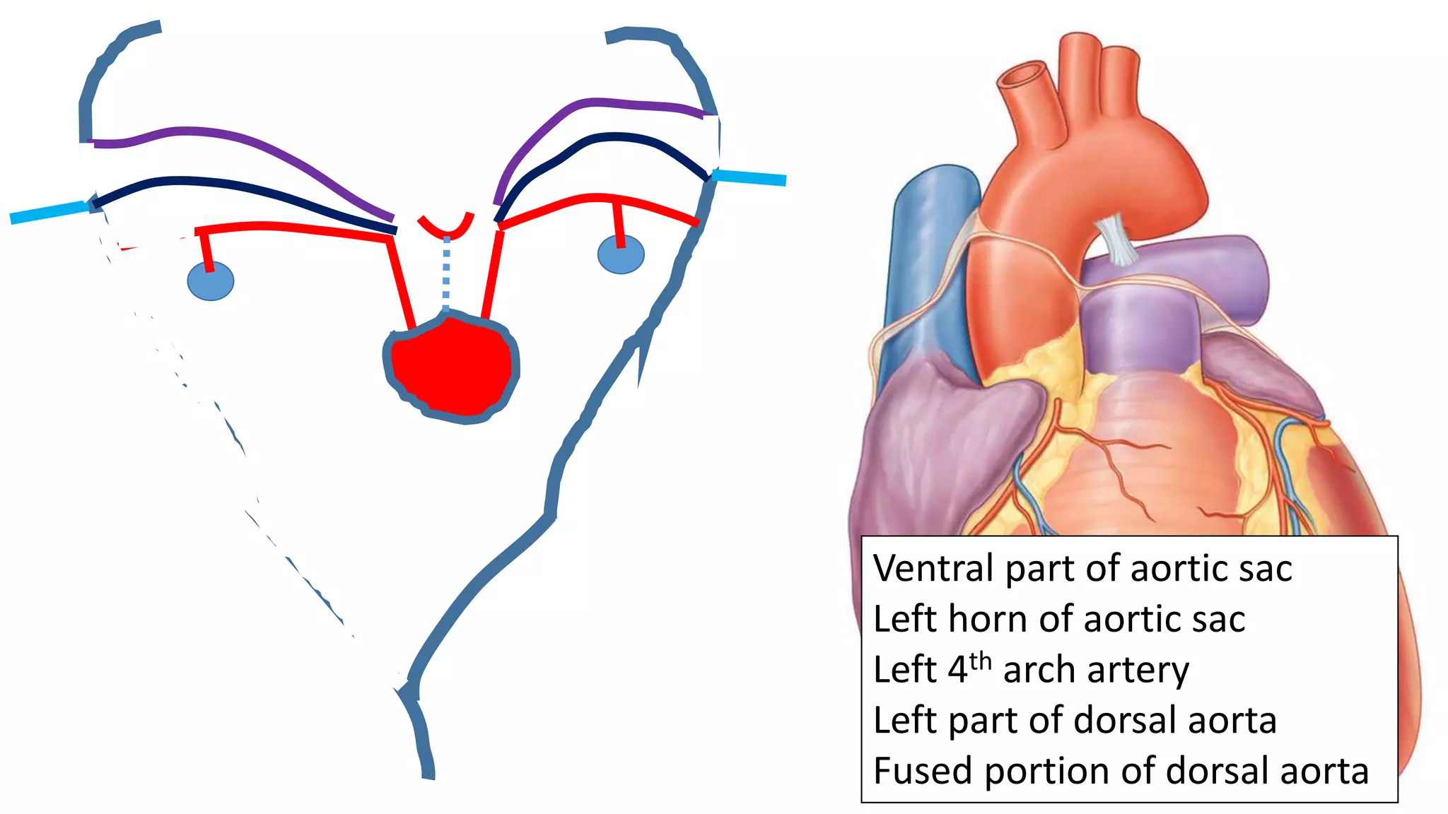 Ventral part of aortic sac
Left horn of aortic sac
Left 4th arch artery
Left part of dorsal aorta
Fused portion of dorsal aorta
 