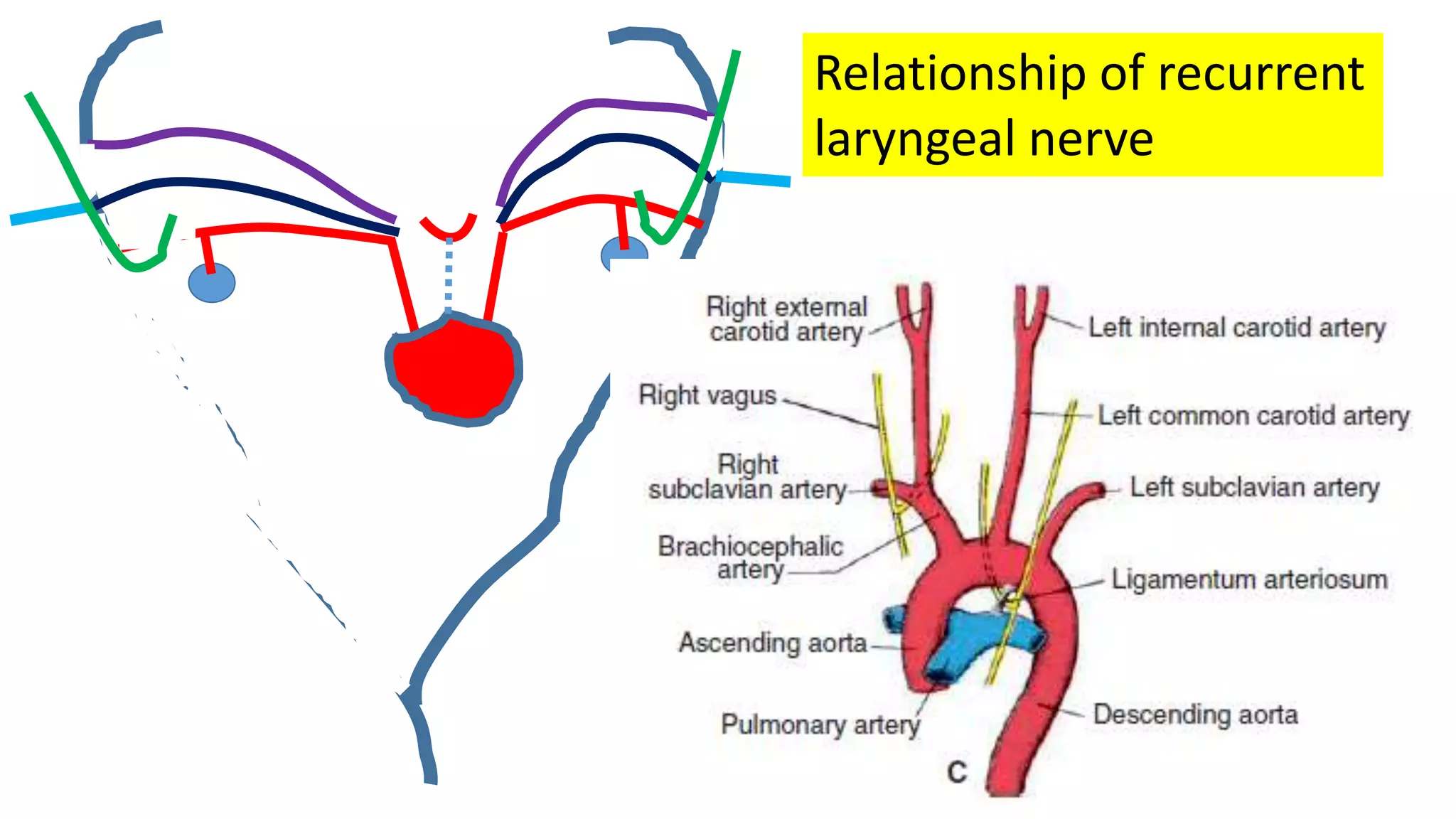 Relationship of recurrent
laryngeal nerve
 