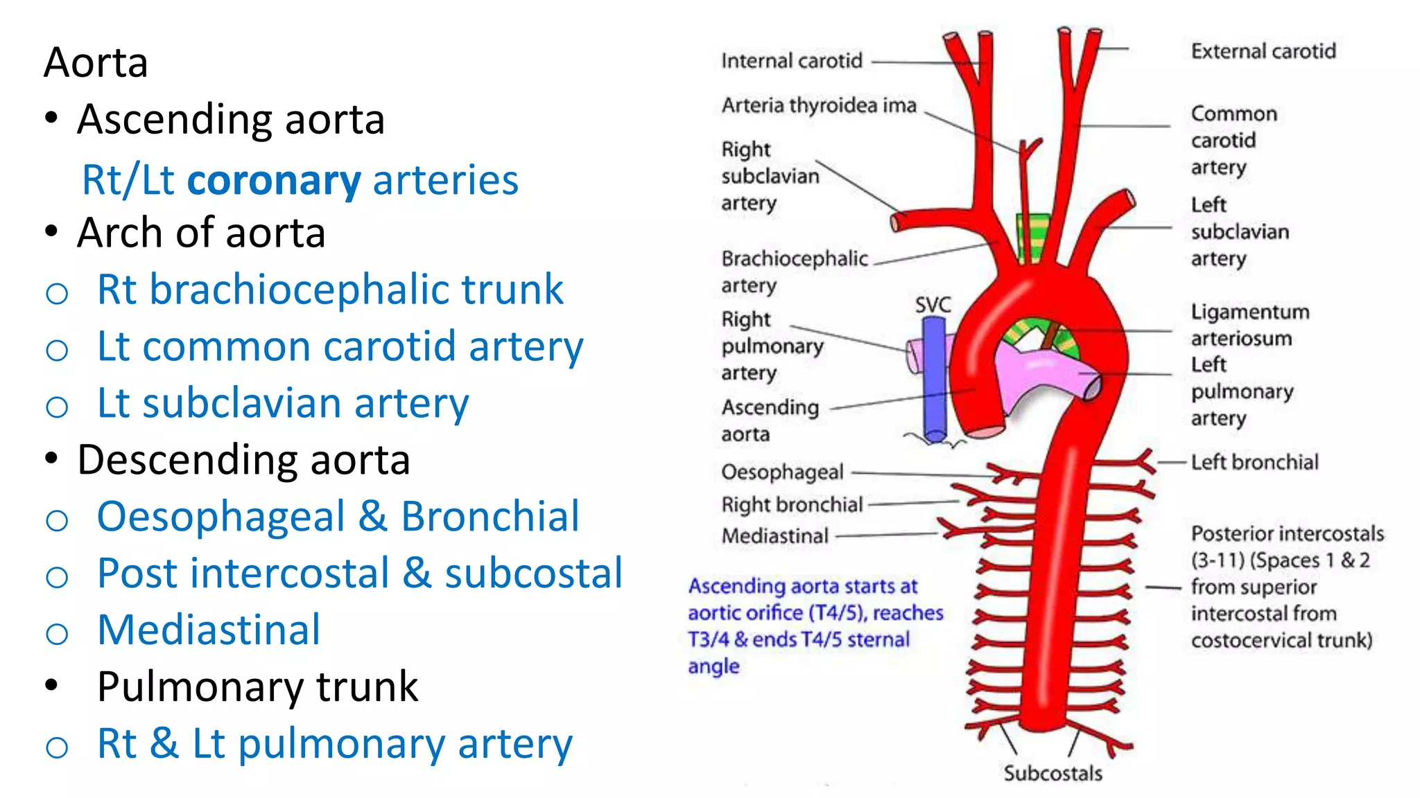 Aorta
• Ascending aorta
• Arch of aorta
o Rt brachiocephalic trunk
o Lt common carotid artery
o Lt subclavian artery
• Descending aorta
o Oesophageal & Bronchial
o Post intercostal & subcostal
o Mediastinal
• Pulmonary trunk
o Rt & Lt pulmonary artery
Rt/Lt coronary arteries
 