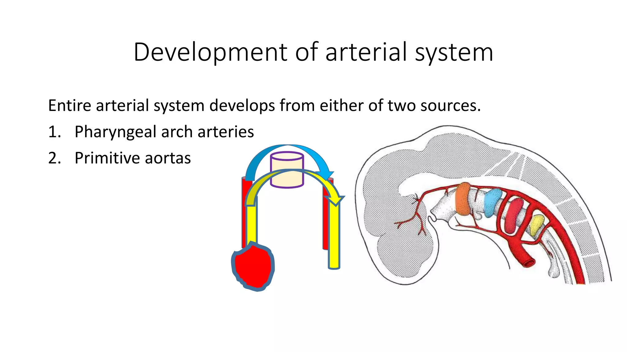 Development of arterial system
Entire arterial system develops from either of two sources.
1. Pharyngeal arch arteries
2. Primitive aortas
 