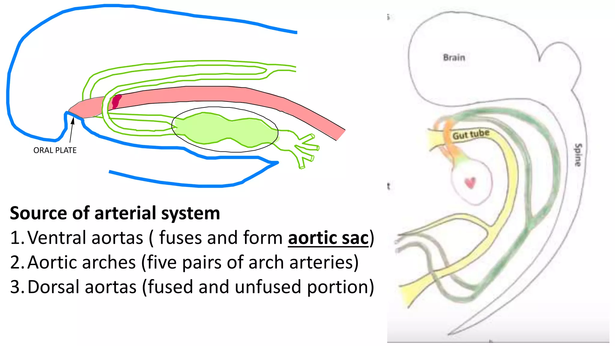 ORAL PLATE
Source of arterial system
1.Ventral aortas ( fuses and form aortic sac)
2.Aortic arches (five pairs of arch arteries)
3.Dorsal aortas (fused and unfused portion)
 