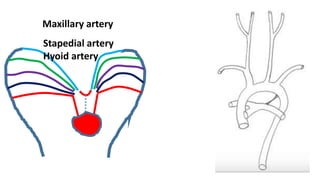 Maxillary artery
Stapedial artery
Hyoid artery
 