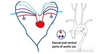 Dorsal and ventral
parts of aortic sac
 