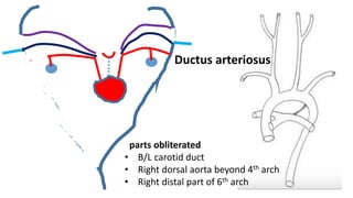 Ductus arteriosus
parts obliterated
• B/L carotid duct
• Right dorsal aorta beyond 4th arch
• Right distal part of 6th arch
 