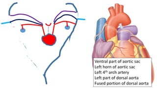 Ventral part of aortic sac
Left horn of aortic sac
Left 4th arch artery
Left part of dorsal aorta
Fused portion of dorsal aorta
 