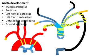 Aorta development
• Truncus arteriosus
• Aortic sac
• Left horn of aortic sac
• Left fourth arch artery
• Unfused left dorsal aorta
• Fused dorsal aorta
 