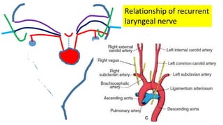 Relationship of recurrent
laryngeal nerve
 