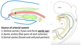 ORAL PLATE
Source of arterial system
1.Ventral aortas ( fuses and form aortic sac)
2.Aortic arches (five pairs of arch arteries)
3.Dorsal aortas (fused and unfused portion)
 