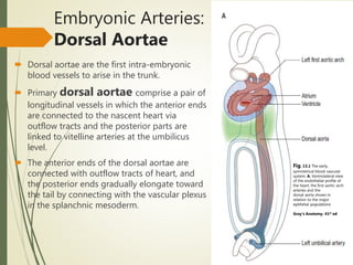  Dorsal aortae are the first intra-embryonic
blood vessels to arise in the trunk.
 Primary dorsal aortae comprise a pair of
longitudinal vessels in which the anterior ends
are connected to the nascent heart via
outflow tracts and the posterior parts are
linked to vitelline arteries at the umbilicus
level.
 The anterior ends of the dorsal aortae are
connected with outflow tracts of heart, and
the posterior ends gradually elongate toward
the tail by connecting with the vascular plexus
in the splanchnic mesoderm.
Embryonic Arteries:
Dorsal Aortae
Fig. 13.1 The early,
symmetrical blood vascular
system. A, Ventrolateral view
of the endothelial profile of
the heart, the first aortic arch
arteries and the
dorsal aorta shown in
relation to the major
epithelial populations
Gray’s Anatomy. 41st ed
 