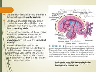  Mature endothelial channels are seen in
the rostral regions (aortic arches)
 Caudally, a changing capillary plexus
constantly remodels until it becomes
confluent with the vascular channels of
the connecting stalk.
 The dorsal continuation of the primitive
dorsal aortae directs blood into an
anastomosing network around the
allantois which will form the umbilical
arteries.
 Blood is channelled back to the
developing heart from the allantois via
Umbilical veins, from anastomoses in
the primitive yolk sac via the Vitelline
veins, and from the body via pre- and
post-cardinal veins that join to form the
common cardinal veins
The developing human: Clinically oriented embryology
(10th edition) By Keith L. Moore and T.V.N. Persaud.
Philadelphia: W. B. Saunders, 2015.
 