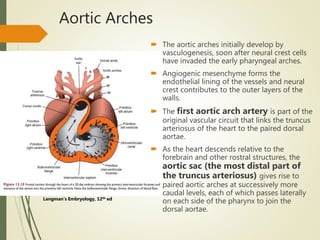 Aortic Arches
 The aortic arches initially develop by
vasculogenesis, soon after neural crest cells
have invaded the early pharyngeal arches.
 Angiogenic mesenchyme forms the
endothelial lining of the vessels and neural
crest contributes to the outer layers of the
walls.
 The first aortic arch artery is part of the
original vascular circuit that links the truncus
arteriosus of the heart to the paired dorsal
aortae.
 As the heart descends relative to the
forebrain and other rostral structures, the
aortic sac (the most distal part of
the truncus arteriosus) gives rise to
paired aortic arches at successively more
caudal levels, each of which passes laterally
on each side of the pharynx to join the
dorsal aortae.
Langman’s Embryology, 12th ed
 