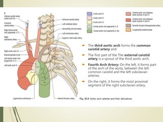  The third aortic arch forms the common
carotid artery and
 The first part of the The external carotid
artery is a sprout of the third aortic arch.
 Fourth Arch Artery: On the left, it forms part
of the arch of the aorta, between the left
common carotid and the left subclavian
arteries.
 On the right, it forms the most proximal
segment of the right subclavian artery,
 