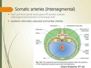 Somatic arteries (Intersegmental)
 Each primitive dorsal aorta gives off somatic arteries
(intersegmental branches to the body wall)
 posterior intercostal, subcostal and lumbar arteries
Gray’s Anatomy. 41st ed
 