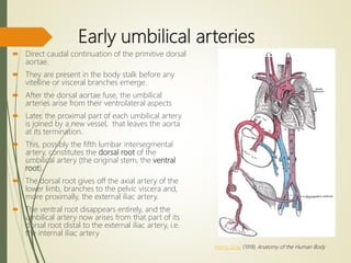 Early umbilical arteries
 Direct caudal continuation of the primitive dorsal
aortae.
 They are present in the body stalk before any
vitelline or visceral branches emerge.
 After the dorsal aortae fuse, the umbilical
arteries arise from their ventrolateral aspects
 Later, the proximal part of each umbilical artery
is joined by a new vessel, that leaves the aorta
at its termination.
 This, possibly the fifth lumbar intersegmental
artery, constitutes the dorsal root of the
umbilical artery (the original stem, the ventral
root).
 The dorsal root gives off the axial artery of the
lower limb, branches to the pelvic viscera and,
more proximally, the external iliac artery.
 The ventral root disappears entirely, and the
umbilical artery now arises from that part of its
dorsal root distal to the external iliac artery, i.e.
the internal iliac artery
Henry Gray (1918) Anatomy of the Human Body
 