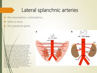 Lateral splanchnic arteries
 the mesonephros, metanephros,
 testis or ovary
 the suprarenal gland.
Diagrams showing arterial mesonephric blood supply
and its relationship to eventual metanephros in a 4–6-
week embryo and 8–10-week embryo. SMA: Superior
mesenteric artery, IMA: inferior mesenteric artery, 1:
cranial group mesonephric arteries, 2: middle group
mesonephric arteries, RG: reproductive gland, MSN:
mesonephros, MTN: metanephros, RAU: rete arteriosum
urogenitale, SMA: superior mesenteric artery, IMA:
inferior mesenteric artery, GA: gonadal artery, AG:
adrenal gland, AA: adrenal artery, MTN: metanephros,
RA: renal artery, PAA: polar accessory artery. The
adrenal artery usually develops from the cranial group
of mesonephric arteries whereas the gonadal artery
forms from arteries of the caudal group (RAU). The
definite renal artery comes either from the last branch of
the middle group or the first of the caudal group.
Persisting mesonephric arteries form accessory vessels
(PAA) as shown in the example
 
