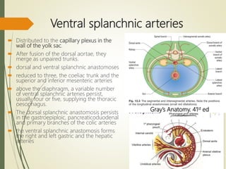 Ventral splanchnic arteries
 Distributed to the capillary plexus in the
wall of the yolk sac.
 After fusion of the dorsal aortae, they
merge as unpaired trunks.
 dorsal and ventral splanchnic anastomoses
 reduced to three, the coeliac trunk and the
superior and inferior mesenteric arteries
 above the diaphragm, a variable number
of ventral splanchnic arteries persist,
usually four or five, supplying the thoracic
oesophagus.
 The dorsal splanchnic anastomosis persists
in the gastroepiploic, pancreaticoduodenal
and primary branches of the colic arteries
 the ventral splanchnic anastomosis forms
the right and left gastric and the hepatic
arteries
Gray’s Anatomy. 41st ed
 