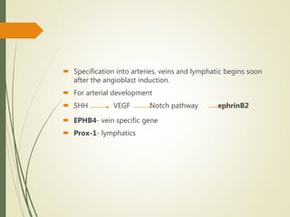  Specification into arteries, veins and lymphatic begins soon
after the angioblast induction.
 For arterial development
 SHH VEGF Notch pathway ephrinB2
 EPHB4- vein specific gene
 Prox-1- lymphatics
 