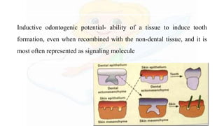 Inductive odontogenic potential- ability of a tissue to induce tooth
formation, even when recombined with the non-dental tissue, and it is
most often represented as signaling molecule
 