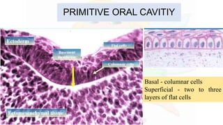 PRIMITIVE ORAL CAVITIY
Basal - columnar cells
Superficial - two to three
layers of flat cells
 