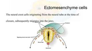 Ectomesenchyme cells
The neural crest cells originating from the neural tube at the time of
closure, subsequently migrates into the jaws.
 