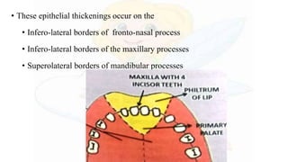 • These epithelial thickenings occur on the
• Infero-lateral borders of fronto-nasal process
• Infero-lateral borders of the maxillary processes
• Superolateral borders of mandibular processes
 