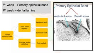 Primary
epithelial band
Dental lamina
(lingually)
Deciduous teeth
Permanent teeth
Vestibular lamina
(labially)
Oral vestibule
6th week – Primary epithelial band
7th week – dental lamina
 