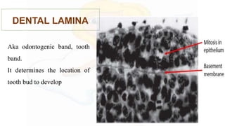 DENTAL LAMINA
Aka odontogenic band, tooth
band.
It determines the location of
tooth bud to develop
 
