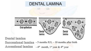 - 5 months IUL – 10 months after birth
- 4th month, 1st year & 4th year
DENTAL LAMINA
 
