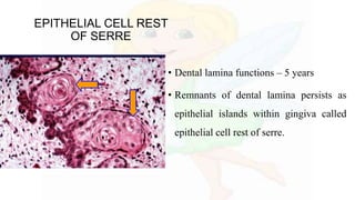 EPITHELIAL CELL REST
OF SERRE
• Dental lamina functions – 5 years
• Remnants of dental lamina persists as
epithelial islands within gingiva called
epithelial cell rest of serre.
 