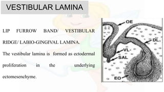 VESTIBULAR LAMINA
LIP FURROW BAND/ VESTIBULAR
RIDGE/ LABIO-GINGIVAL LAMINA.
The vestibular lamina is formed as ectodermal
proliferation in the underlying
ectomesenchyme.
 
